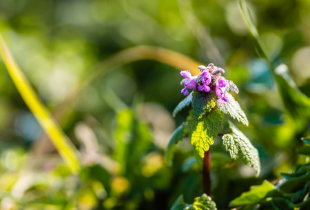 Wild nettle plant, basked in the morning winter sun.の写真素材