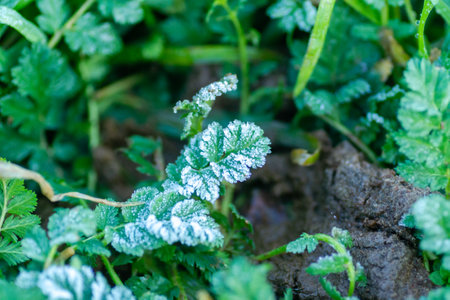 Green leaves of meadow grass covered with morning frost.の写真素材