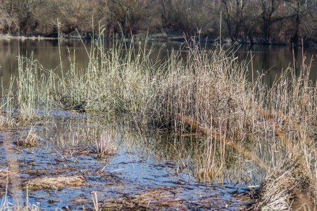 A view of the yellow marsh grass covered with water, in autumn.