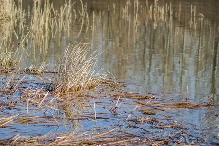 A view of the yellow marsh grass covered with water, in autumn.の写真素材
