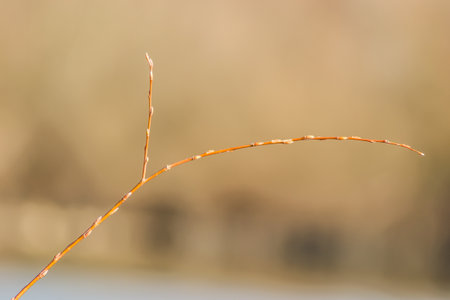 Separated branch of poplar tree in nature, close up.の写真素材