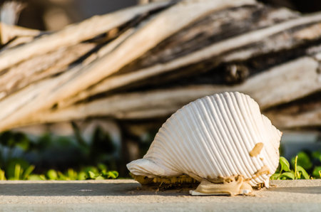 Large white beautiful sea shells glued to the ground in Leptokarya, Greece.
