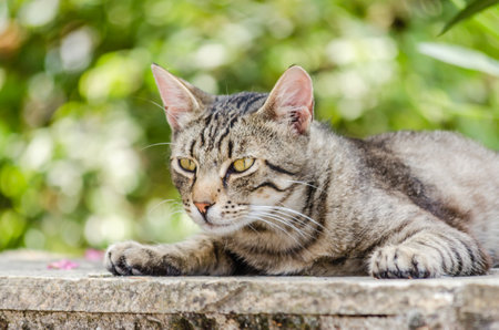 Gray cat with a colorful tail, sitting in the morning sun.の写真素材
