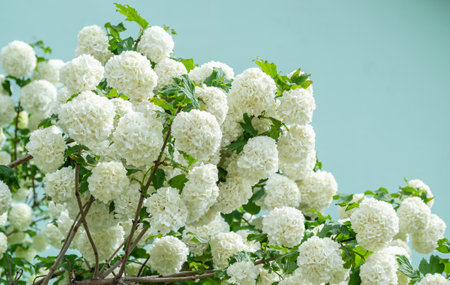 Snowball flowers (Viburnum opulus) with leaves in the garden