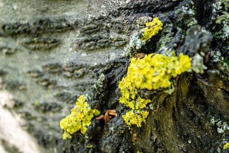This macro image shows an abstract texture background of moss and lichens on the bark of a cherry tree.の写真素材