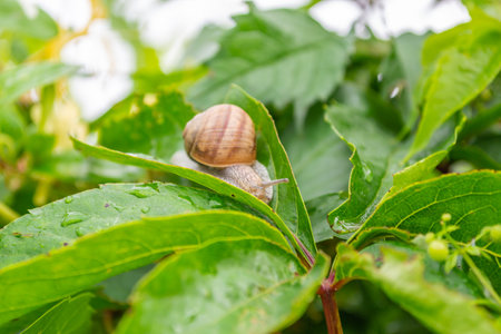 Macro of small garden snail on green leaves.の写真素材