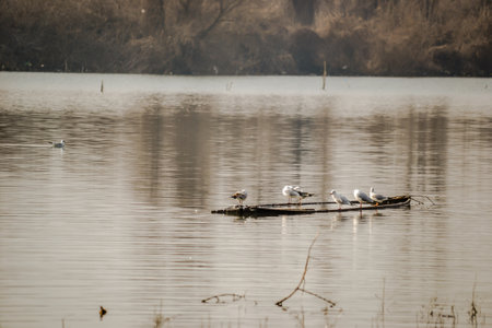 A flock of seagulls on a sunken wooden fishing boat. Danube Island Sodros near Novi Sad, Serbia.の写真素材