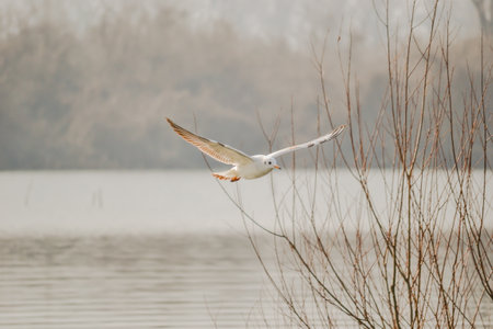 A river gull above the water surface of the Danube River.の写真素材
