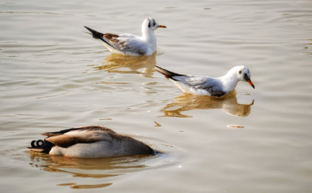 A seagull in the water on Danube river delta in Serbia.の写真素材