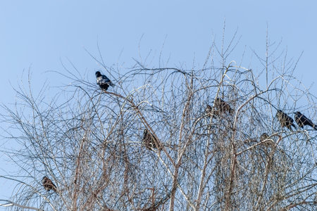 A little flock of ravens at the top of the tree canopy Willows.の写真素材