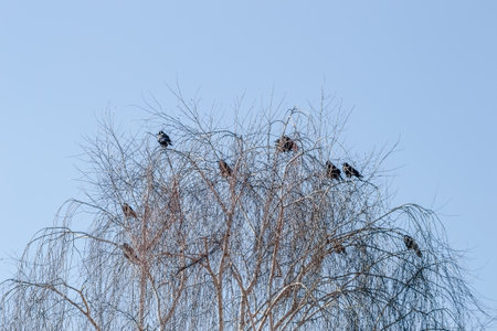A little flock of ravens at the top of the tree canopy Willows.の写真素材