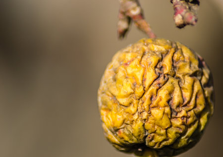 Diseases of trees. Branch of a dead Apple tree with dried apples. Diseases of trees. Apples hanging on a dead branch.の写真素材