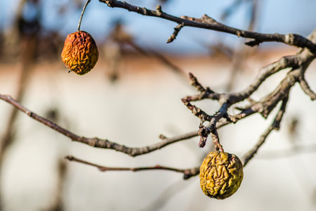 Diseases of trees. Branch of a dead Apple tree with dried apples. Diseases of trees. Apples hanging on a dead branch.の写真素材