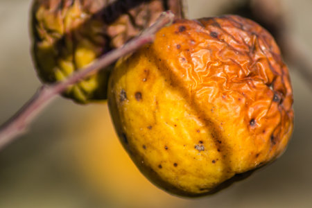 Diseases of trees. Branch of a dead Apple tree with dried apples. Diseases of trees. Apples hanging on a dead branch.の写真素材