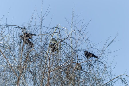 A little flock of ravens at the top of the tree canopy Willows.の写真素材