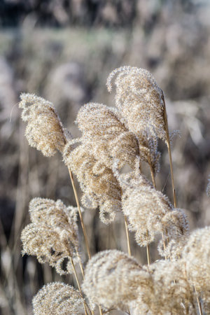 The tops of the stems of the dried plant cane. Yellow stalks of dried plant cane.の写真素材