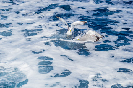 White seagulls fly in the blue sunny sky over the waters of the Aegean Sea. Wildlife animal in nature.の写真素材