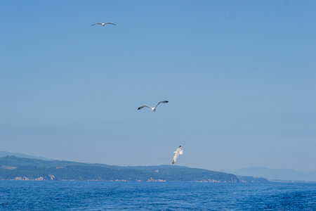 White seagulls fly in the blue sunny sky over the waters of the Aegean Sea. Wildlife animal in nature.の写真素材