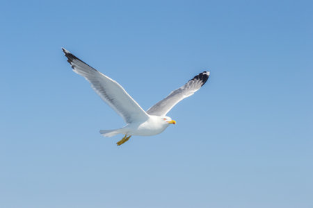 An isolated flying seagull in the blue sky, above the water surface of the Aegean Sea.の写真素材