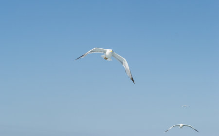White seagulls fly in the blue sunny sky over the waters of the Aegean Sea. Wildlife animal in nature.の写真素材