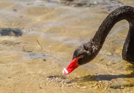 View of a black swan at the entrance to Kukunaries beach, Greece.の写真素材