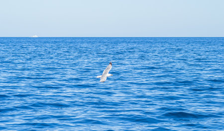 White seagull flying in the blue sunny sky over the waters of the Aegean Sea/ wildlife animal in nature.の写真素材