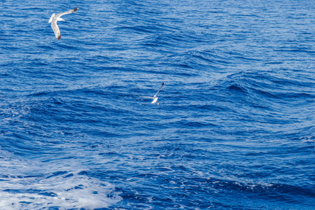 White seagulls fly in the blue sunny sky over the waters of the Aegean Sea. Wildlife animal in nature.の写真素材