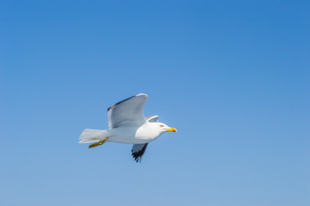 An isolated flying seagull in the blue sky, above the water surface of the Aegean Sea.の写真素材