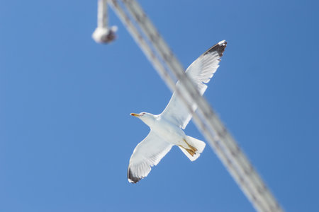 An isolated flying seagull in the blue sky, above the water surface of the Aegean Sea.の写真素材