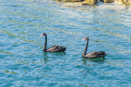 A pair of black swans at the entrance to Kukunaries beach, Greece.の写真素材