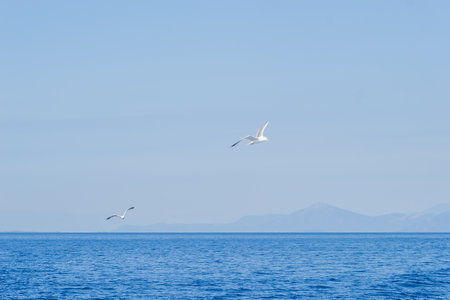 White seagulls fly in the blue sunny sky over the waters of the Aegean Sea. Wildlife animal in nature.の写真素材