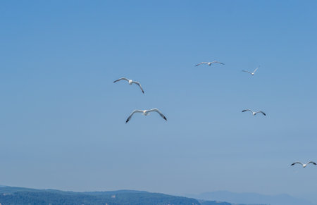 White seagulls fly in the blue sunny sky over the waters of the Aegean Sea. Wildlife animal in nature.の写真素材
