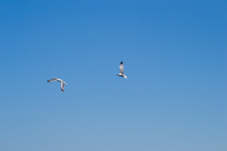 White seagulls fly in the blue sunny sky over the waters of the Aegean Sea. Wildlife animal in nature.の写真素材
