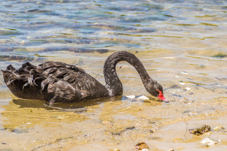 View of a black swan at the entrance to Kukunaries beach, Greece.の写真素材