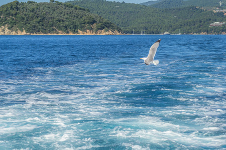 White seagull flying in the blue sunny sky over the waters of the Aegean Sea/ wildlife animal in nature.の写真素材