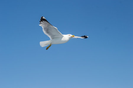 An isolated flying seagull in the blue sky, above the water surface of the Aegean Sea.の写真素材