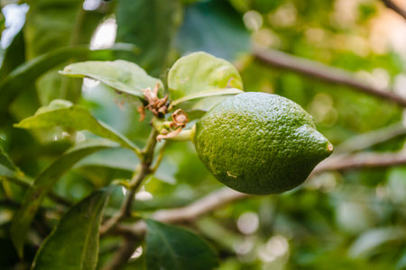 Green, unripe lemon fruit on tree branches. Green limes on the tree ready for harvestの写真素材