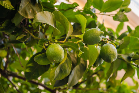 Green, unripe lemon fruit on tree branches. Green limes on the tree ready for harvestの写真素材