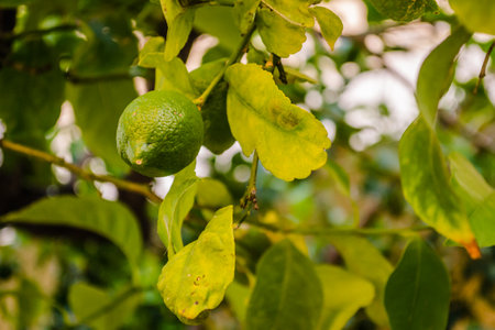 Green, unripe lemon fruit on tree branches. Green limes on the tree ready for harvestの写真素材