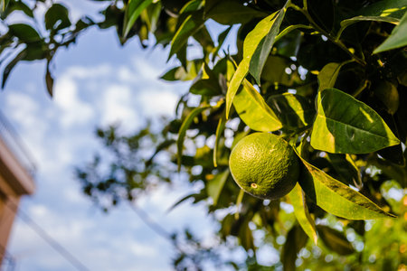 Green, unripe lemon fruit on tree branches. Green limes on the tree ready for harvestの写真素材