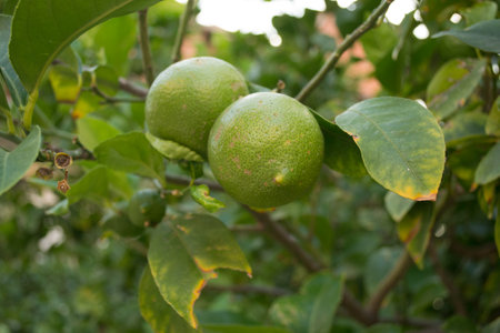 Green, unripe lemon fruit on tree branches. Green limes on the tree ready for harvestの写真素材
