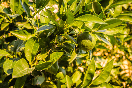 Green, unripe lemon fruit on tree branches. Green limes on the tree ready for harvestの写真素材