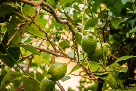 Green, unripe lemon fruit on tree branches. Green limes on the tree ready for harvestの写真素材