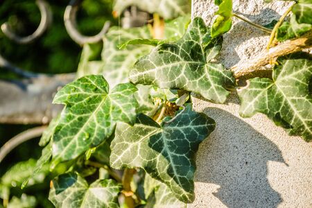Wild ivy on a metal decorative fenceの写真素材