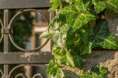 Wild ivy on a metal decorative fenceの写真素材