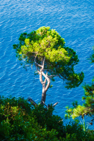 Sunlit cliffs, covered with branches of evergreen trees, in Petrovac na Moru, Montenegro.の写真素材