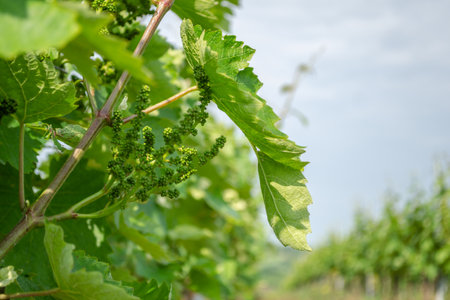 Affirmed young cluster on a vine sunlit by the spring sun.