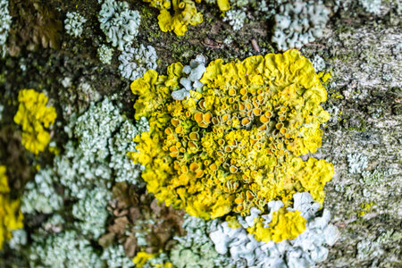 This macro image shows an abstract texture background of moss and lichens on the bark of a cherry tree.の写真素材