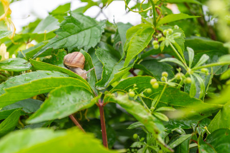 Macro of small garden snail on green leaves.の写真素材