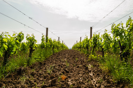 Young vines on the slopes of FruÅ¡ka Gora in spring.